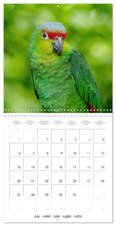 Produktbild: Wonderful Birds (Wall Calendar 2026 12 &times; 12 Inch) CALVENDO 12 Month Wall Calendar