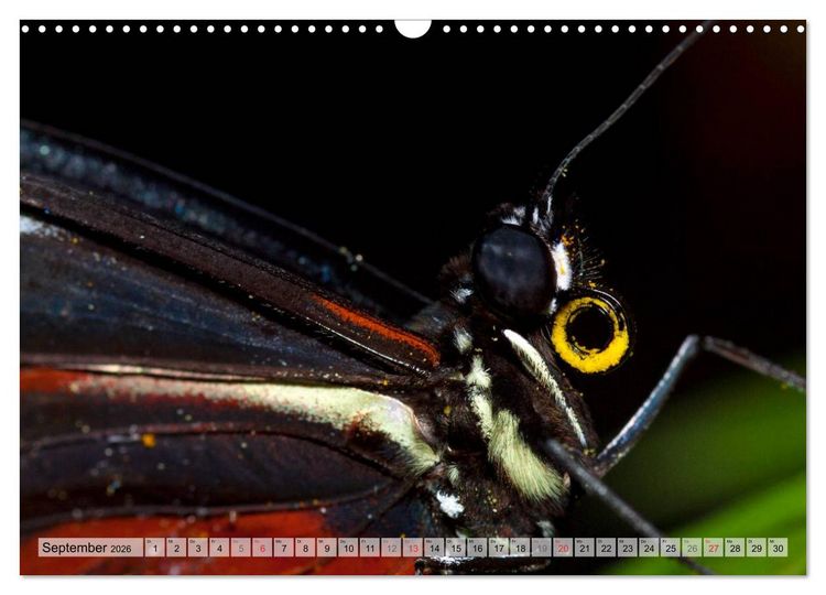 Produktbild: Schmetterlinge - zarte Gesch&ouml;pfe der Natur (Wandkalender 2026 DIN A3 quer), CALVENDO Monatskalender
