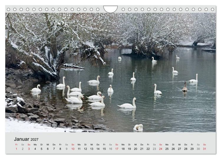 Produktbild: Mit dem Schwan durchs Jahr 2027 (Wandkalender 2027 DIN A4 quer), CALVENDO Monatskalender