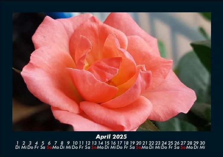 Produktbild: Rosentraum 2025 Fotokalender DIN A5