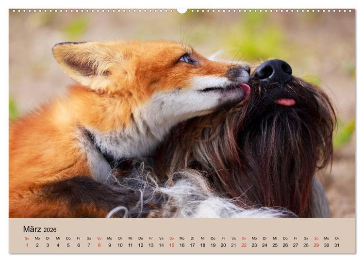 Produktbild: Der Fuchs. Bezaubernder Geselle (Wandkalender 2026 DIN A2 quer), CALVENDO Monatskalender