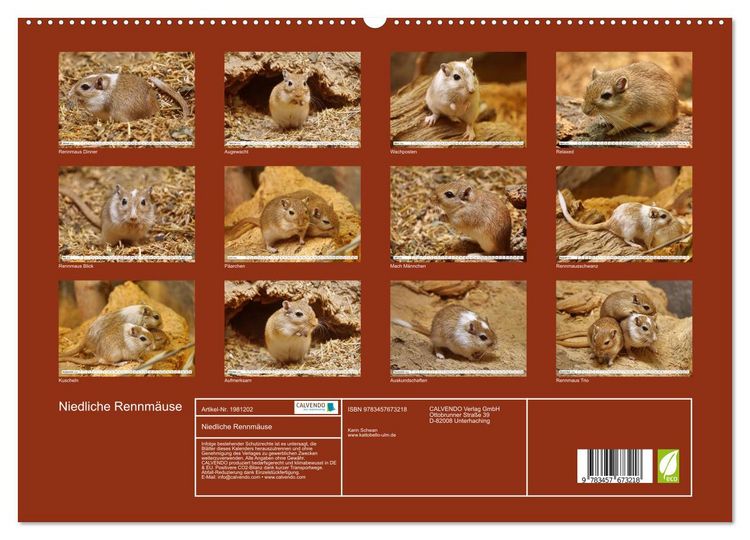 Produktbild: Niedliche Rennm&auml;use (hochwertiger Premium Wandkalender 2026 DIN A2 quer), Kunstdruck in Hochglanz