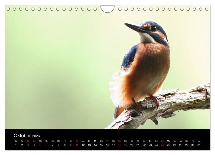 Produktbild: IM LAND DER EISV&Ouml;GEL (Wandkalender 2026 DIN A4 quer), CALVENDO Monatskalender