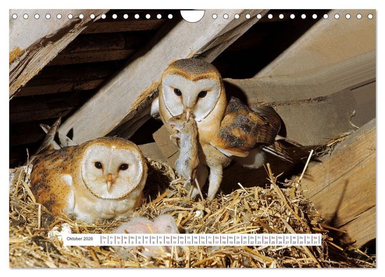 Produktbild: Das Leben der Eulen, die Damen der Nacht (Wandkalender 2026 DIN A4 quer), CALVENDO Monatskalender
