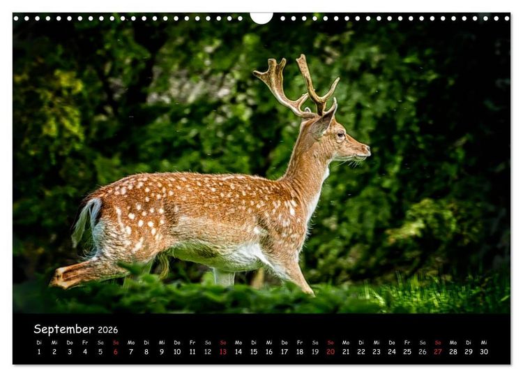 Produktbild: Rehe und Hirsche in freier Natur (Wandkalender 2026 DIN A3 quer), CALVENDO Monatskalender