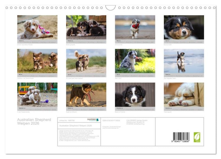 Produktbild: Australian Shepherd Welpen 2026 (Wandkalender 2026 DIN A3 quer), CALVENDO Monatskalender