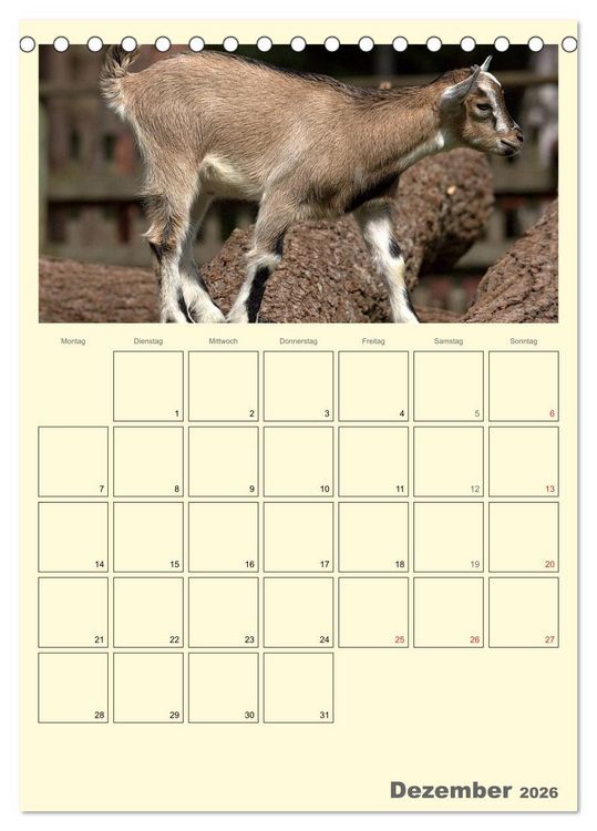 Produktbild: Zwergziegen (Tischkalender 2026 DIN A5 hoch), CALVENDO Monatskalender