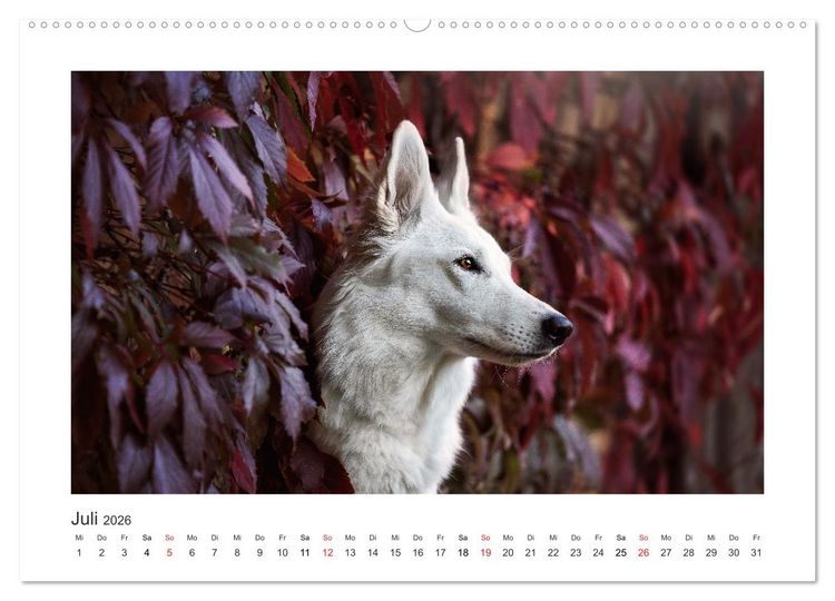Produktbild: Herzenshunde 2026 (hochwertiger Premium Wandkalender 2026 DIN A2 quer), Kunstdruck in Hochglanz