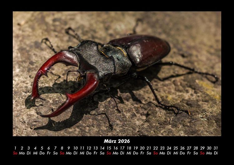 Produktbild: Waldbewohner 2026 Fotokalender DIN A3