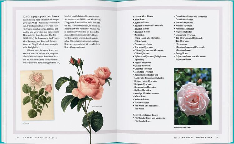 Produktbild: Rosen