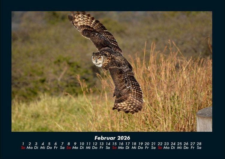 Produktbild: Vogelparadies 2026 Fotokalender DIN A4