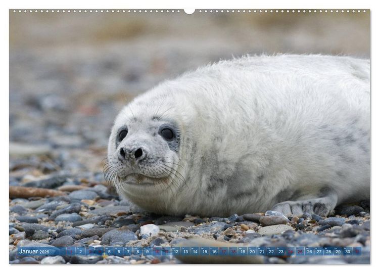 Produktbild: Robben - Lustige Bewohner Helgolands (Wandkalender 2026 DIN A2 quer), CALVENDO Monatskalender