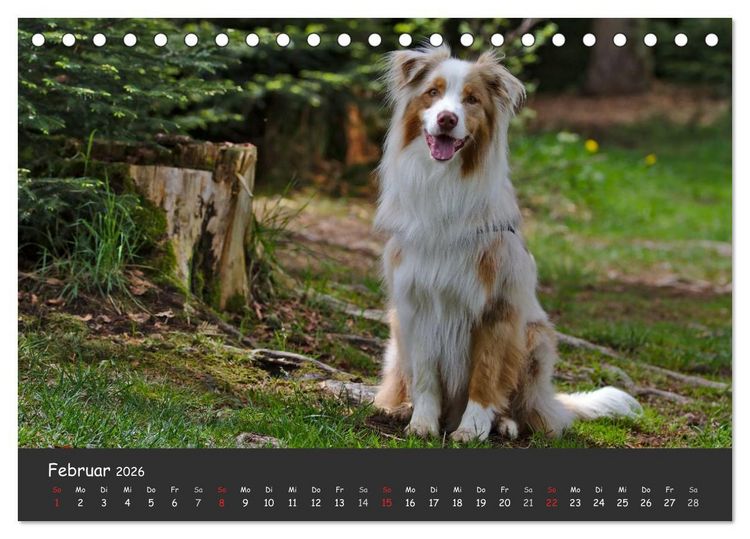 Produktbild: Australian Shepherd - Augenblicke (Tischkalender 2026 DIN A5 quer), CALVENDO Monatskalender