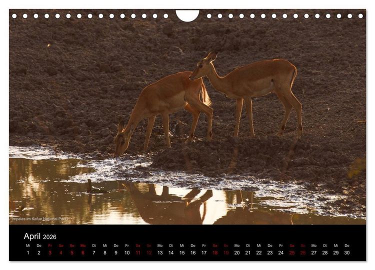Produktbild: SAMBIA IM HERZEN AFRIKAS (Wandkalender 2026 DIN A4 quer), CALVENDO Monatskalender