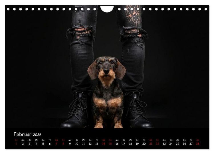 Produktbild: Coole Typen - Rauhaardackel (Wandkalender 2026 DIN A4 quer), CALVENDO Monatskalender