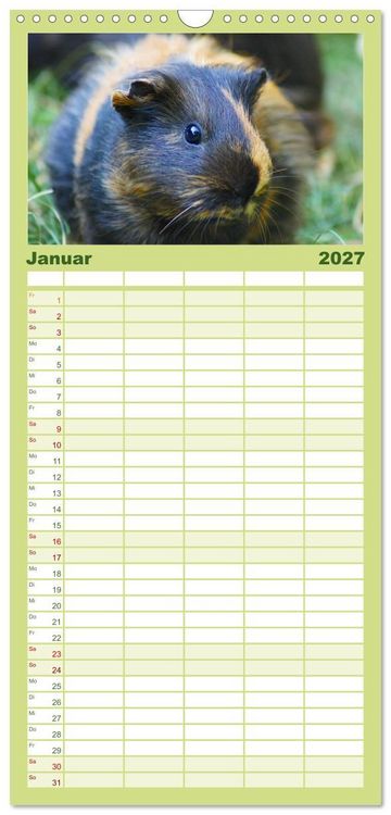 Produktbild: Familienplaner 2027 - Kuschelige Meerschweinchen mit 5 Spalten (Wandkalender, 21 x 45 cm) CALVENDO