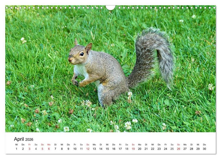 Produktbild: Ontario - Der S&uuml;den (Wandkalender 2026 DIN A3 quer), CALVENDO Monatskalender
