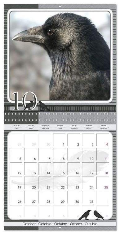 Produktbild: Saar, I: Crows. Portraits of Intelligence. Cleverly schedule