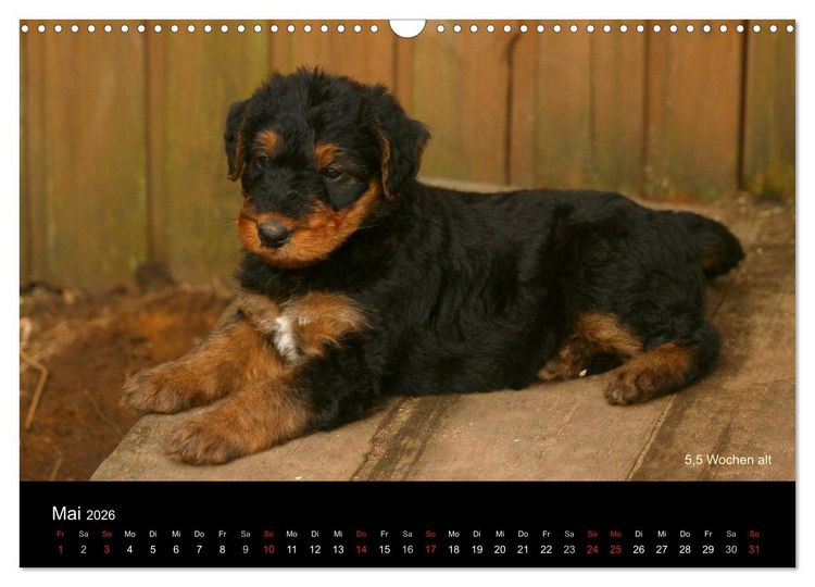 Produktbild: Airedale Terrier Welpen (Wandkalender 2026 DIN A3 quer), CALVENDO Monatskalender