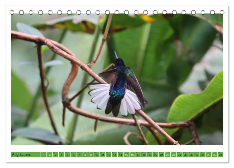 Produktbild: Kolibris; Anmut, Sch&ouml;nheit, Farben (Tischkalender 2026 DIN A5 quer), CALVENDO Monatskalender