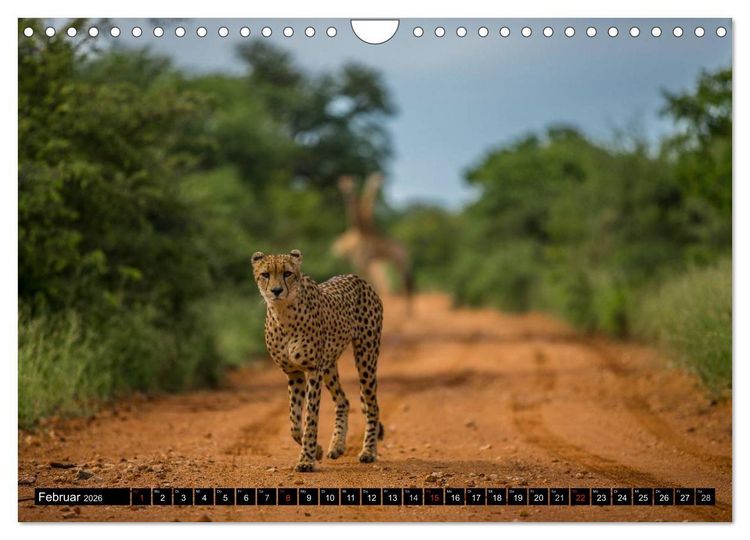 Produktbild: Afrikas wilde Tiere (Wandkalender 2026 DIN A4 quer), CALVENDO Monatskalender
