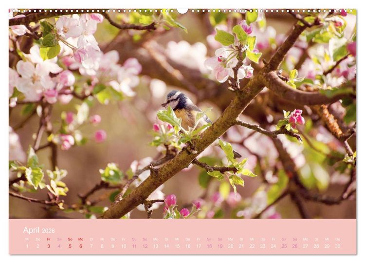 Produktbild: Zeitenwandel - Ein Jahr in der Natur (hochwertiger Premium Wandkalender 2026 DIN A2 quer), Kunstdruck in Hochglanz