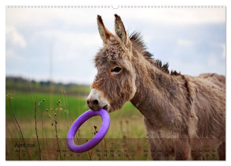 Produktbild: Little Donkey with Friends (High Quality Premium Wall Calendar 2026 DIN A2 landscape),CALVENDO 12 Month Wall Calendar