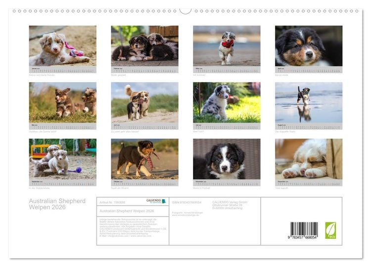 Produktbild: Australian Shepherd Welpen 2026 (hochwertiger Premium Wandkalender 2026 DIN A2 quer), Kunstdruck in Hochglanz