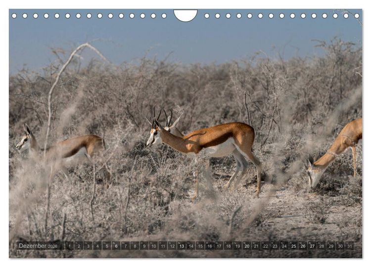 Produktbild: ETOSHA &ndash; Namibia Highlights (Wandkalender 2026 DIN A4 quer), CALVENDO Monatskalender