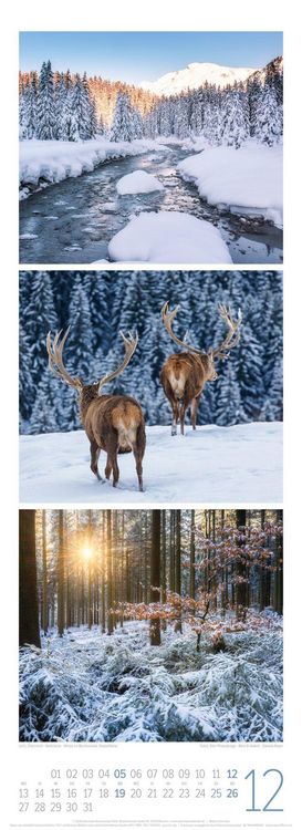 Produktbild: Waldleben Triplet-Kalender 2027 | Spaziergang durch heimische W&auml;lder