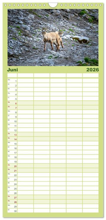 Produktbild: Familienplaner 2026 - Steinb&ouml;cke - Majest&auml;tische Tiere der Alpen mit 5 Spalten (Wandkalender, 21 x 45 cm) CALVENDO