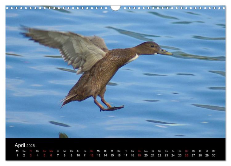 Produktbild: Duck Power (Wandkalender 2026 DIN A3 quer), CALVENDO Monatskalender