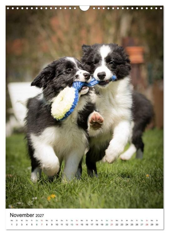 Produktbild: Border Collie Zuckerschnuten (Wandkalender 2027 DIN A3 hoch), CALVENDO Monatskalender