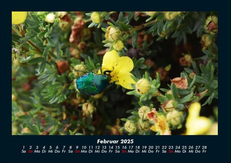Produktbild: Blumenkalender 2025 Fotokalender DIN A4