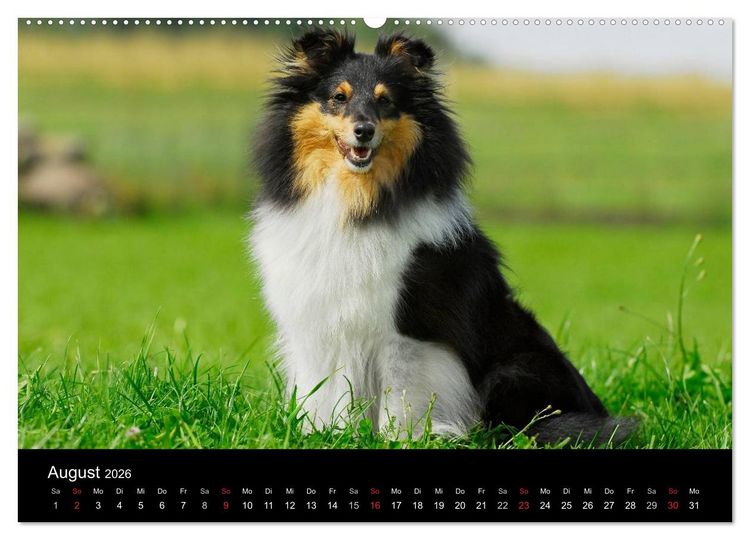 Produktbild: Sheltie 2026 (Wandkalender 2026 DIN A2 quer), CALVENDO Monatskalender