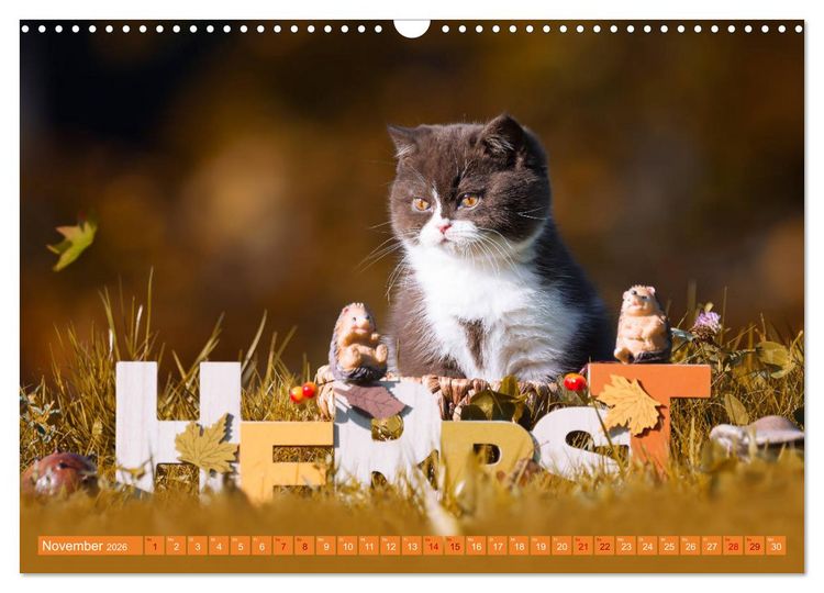 Produktbild: Katzenkinder - Britisch Kurzhaar (Wandkalender 2026 DIN A3 quer), CALVENDO Monatskalender