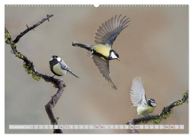 Produktbild: Flugk&uuml;nstler in luftiger H&ouml;he - Heimische Singv&ouml;gel im Flug (Wandkalender 2027 DIN A2 quer), CALVENDO Monatskalender