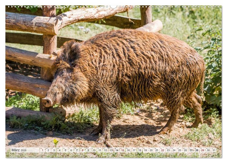 Produktbild: Wildschweine - Im Schatten des Waldes (hochwertiger Premium Wandkalender 2026 DIN A2 quer), Kunstdruck in Hochglanz