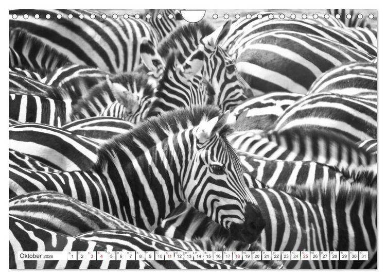 Produktbild: Emotionale Momente: Zebras - black & white. (Wandkalender 2026 DIN A4 quer), CALVENDO Monatskalender