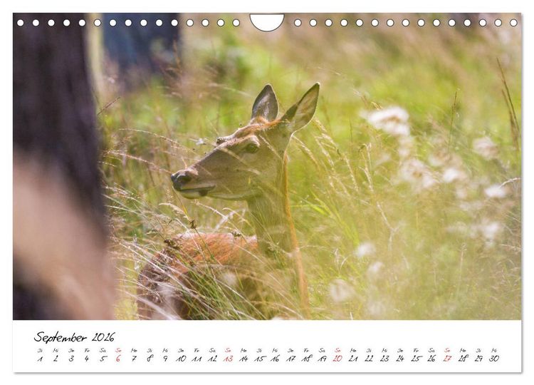 Produktbild: Rotwild - im Naturparadies der Mecklenburgischen Seenplatte (Wandkalender 2026 DIN A4 quer), CALVENDO Monatskalender