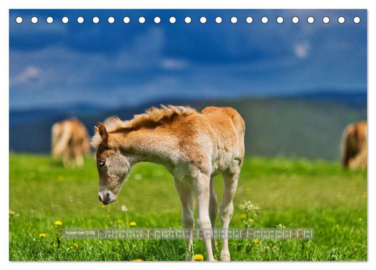 Produktbild: Haflinger Pferde in Th&uuml;ringen (Tischkalender 2026 DIN A5 quer), CALVENDO Monatskalender