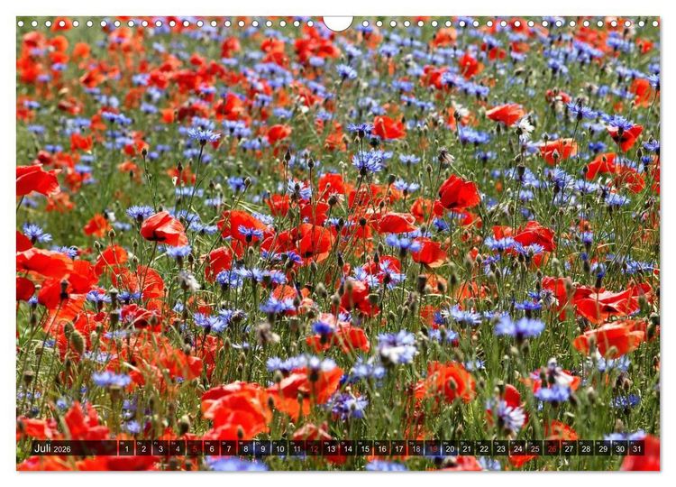 Produktbild: Farbtupfer auf sommerlichen Feldern - Mohn und Kornblumen (Wandkalender 2026 DIN A3 quer), CALVENDO Monatskalender