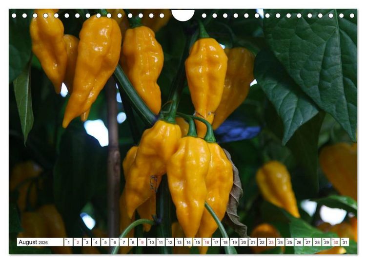 Produktbild: F&uuml;r Chili Liebhaber (Wandkalender 2026 DIN A4 quer), CALVENDO Monatskalender