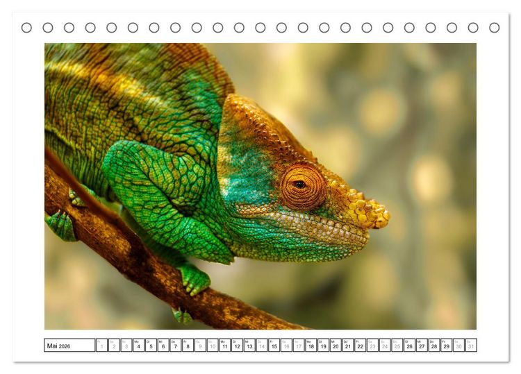 Produktbild: Tierisch tolles Madagaskar - Cham&auml;leons, Lemuren und mehr (Tischkalender 2026 DIN A5 quer), CALVENDO Monatskalender