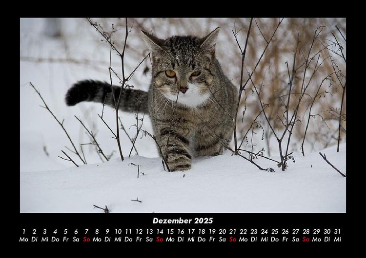 Produktbild: Katzen 2025 Fotokalender DIN A3