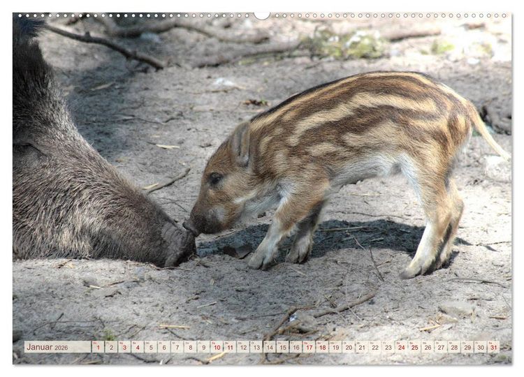 Produktbild: Tierische Schweinerei (hochwertiger Premium Wandkalender 2026 DIN A2 quer), Kunstdruck in Hochglanz