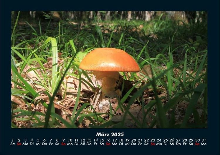 Produktbild: Pilzkalender 2025 Fotokalender DIN A4