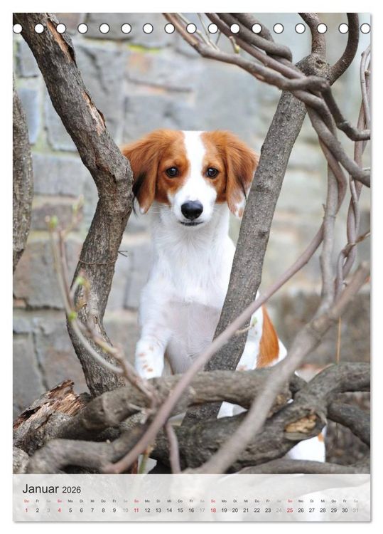 Produktbild: Hundepers&ouml;nlichkeiten (Tischkalender 2026 DIN A5 hoch), CALVENDO Monatskalender