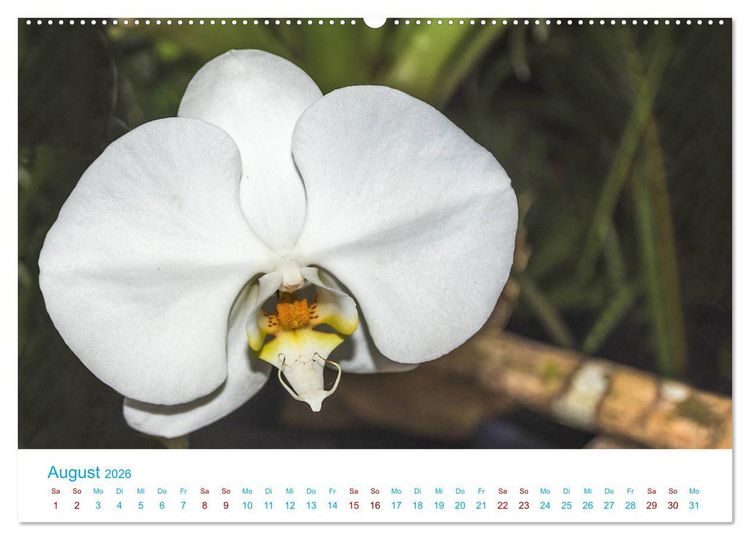 Produktbild: Die K&ouml;nigin der Blumenwelt, die Orchidee (Wandkalender 2026 DIN A2 quer), CALVENDO Monatskalender