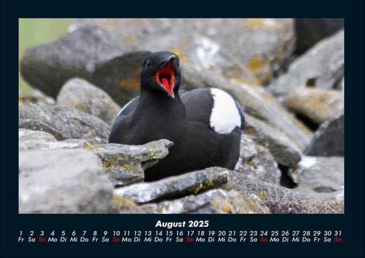 Produktbild: Welt der V&ouml;gel 2025 Fotokalender DIN A4
